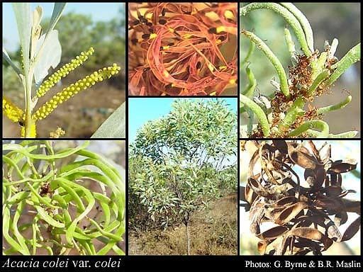 Acacia colei - Alchetron, The Free Social Encyclopedia