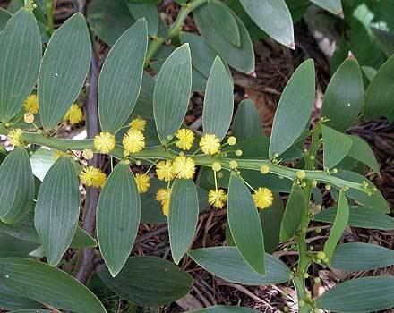 Acacia complanata wwwsaveourwaterwaysnowcomaudbaseuplacompla