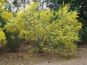 Acacia complanata Flat Stem Wattle Acacia complanata 30 Seeds eBay