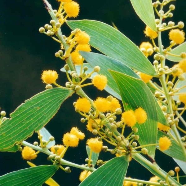 Acacia complanata Acacia complanata Noosa39s Native Plants