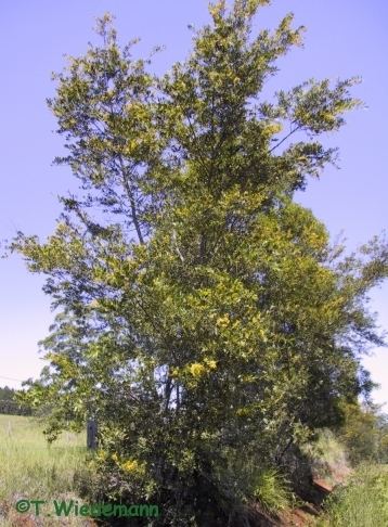 Acacia complanata Shaman Australis Botanicals Acacia complanata 3