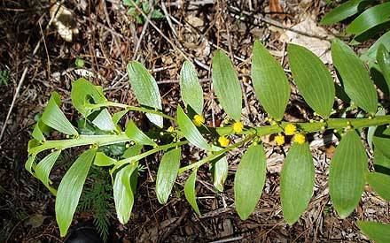 Acacia complanata Acacia complanata MIMOSACEAE Flatstemmed Wattle