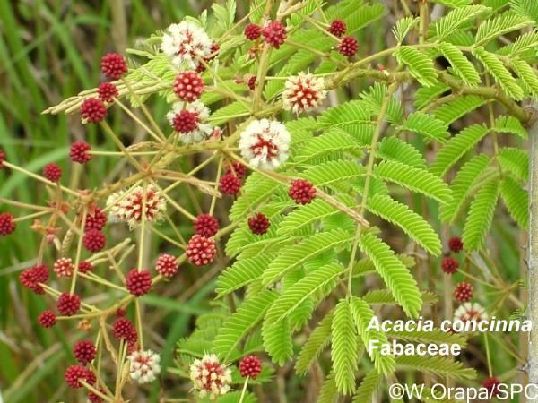 Acacia concinna Acacia concinna image PIER