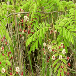Acacia concinna Acacia concinna Herbal Extracts