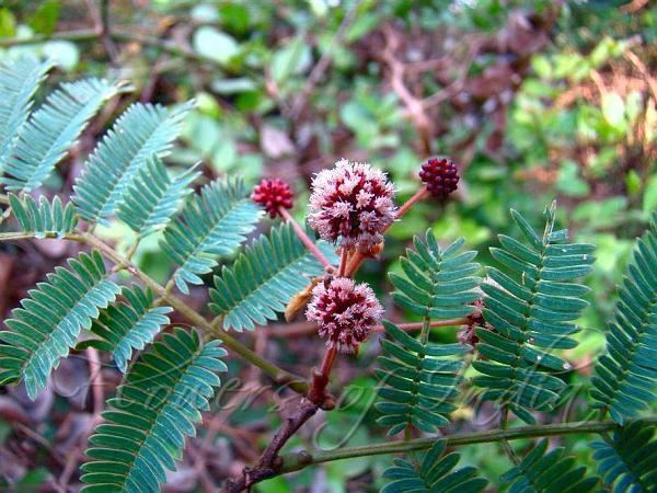 Acacia concinna Acacia concinna Shikakai