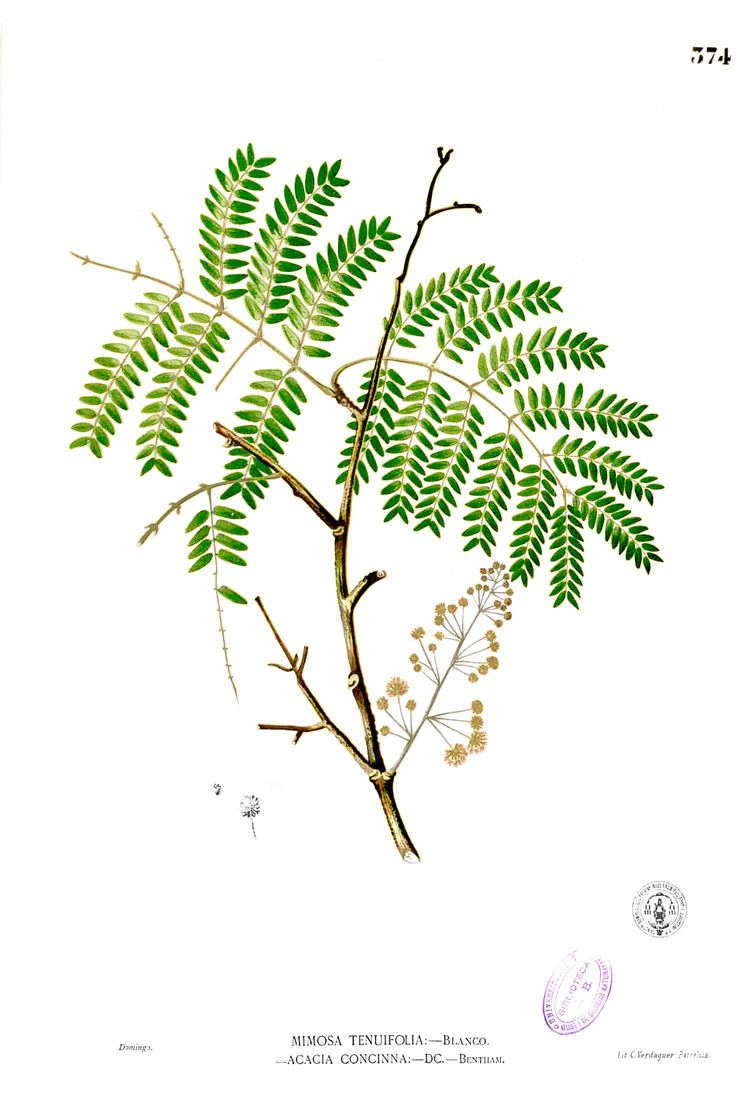 Acacia concinna httpsuploadwikimediaorgwikipediacommonsaa