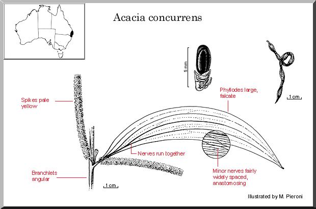 Acacia concurrens Acacia concurrens WATTLE