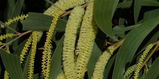 Acacia concurrens Curracabah Plant Guide Lifestyle HOME