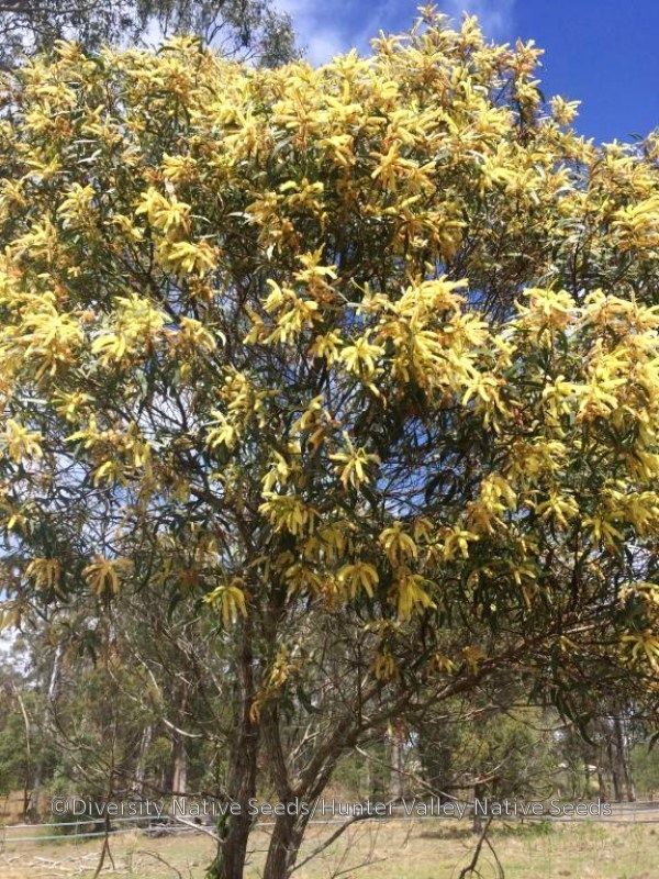 Acacia concurrens Acacia concurrens curracabah Diversity Native Seeds
