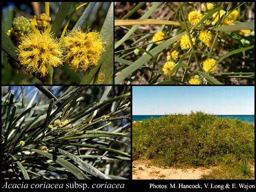 Acacia coriacea Acacia coriacea DC subsp coriacea FloraBase Flora of Western