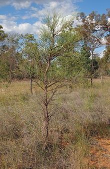 Acacia coriacea httpsuploadwikimediaorgwikipediacommonsthu