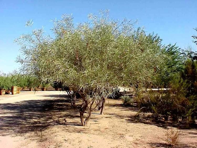 Acacia coriacea Acacia coriaceaArid Zone Trees