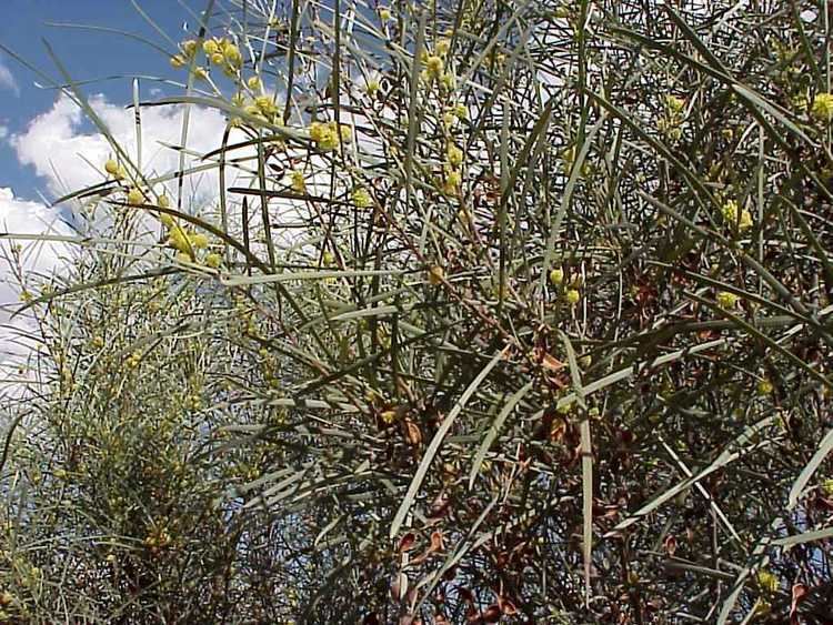 Acacia coriacea Acacia coriaceaArid Zone Trees