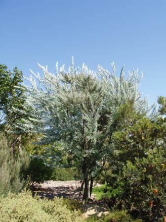 Acacia covenyi Acacia covenyi Australian Native Plants Plants 8007016517