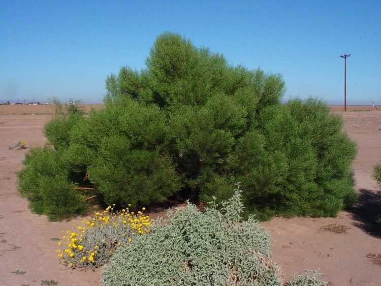 Acacia cyclops Acacia cyclopsArid Zone Trees