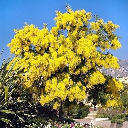 Acacia dealbata Dr Giuseppe MAZZA Journalist Scientific photographer gt Acacia