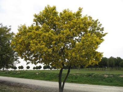 Acacia dealbata The Worlds Tree Species Silver Wattle or Mimosa Acacia dealbata