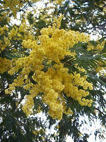 Acacia dealbata httpsuploadwikimediaorgwikipediacommonsthu