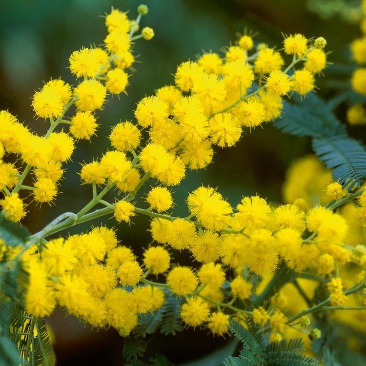 Acacia dealbata 1000 ideas about Acacia Dealbata on Pinterest