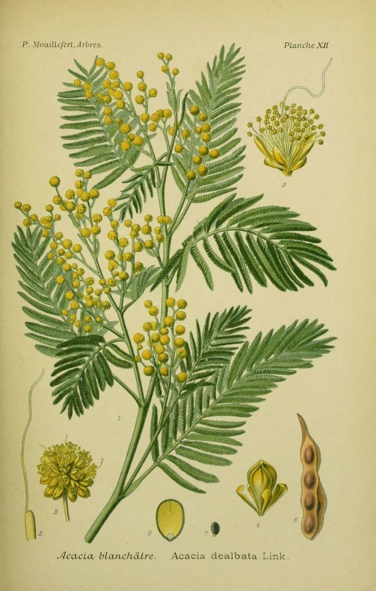 Acacia dealbata 1000 ideas about Acacia Dealbata on Pinterest