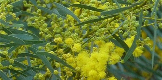 Acacia decora Western Golden Wattle Plant Guide Lifestyle HOME