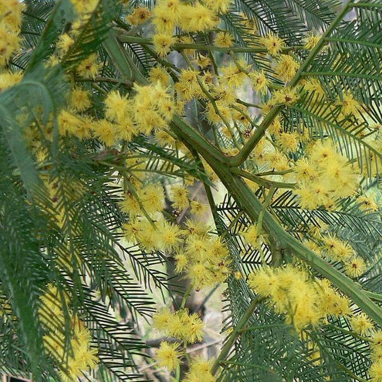 Acacia decurrens Australian Seed ACACIA decurrens