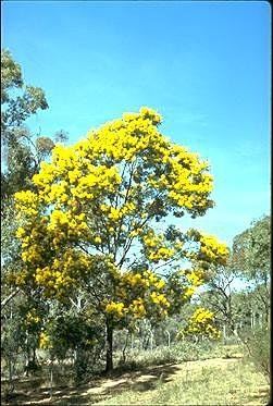 Acacia decurrens Australian National Botanic Gardens Growing Acacia