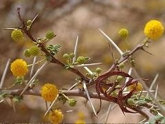 Acacia ehrenbergiana wwwsaharanaturecomalbumphotosplantesfabacea