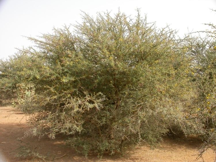 Acacia ehrenbergiana West African Plants A Photo Guide Acacia ehrenbergiana Hayne