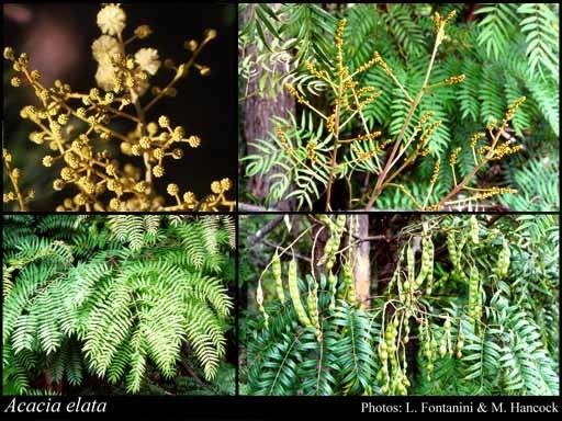 Acacia elata Acacia elata Benth FloraBase Flora of Western Australia
