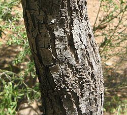 Acacia estrophiolata httpsuploadwikimediaorgwikipediacommonsthu
