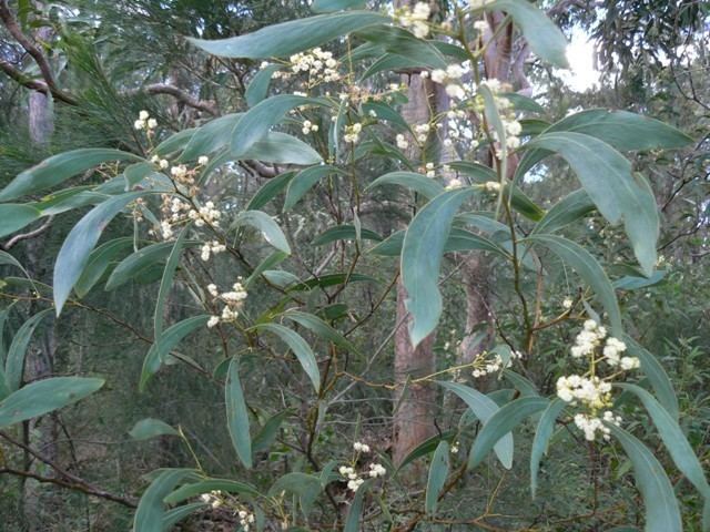 Acacia falcata lepidopterabutterflyhousecomauplantsmimoacac