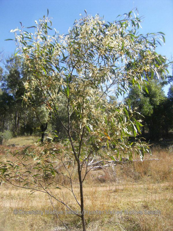 Acacia falcata Acacia falcata sickle wattle Diversity Native Seeds