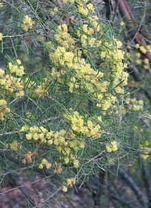 Acacia flexifolia httpsuploadwikimediaorgwikipediacommonsthu