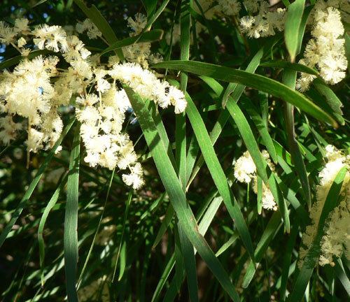 Acacia floribunda Acacia floribunda White Sallow Wattle Marraiuo