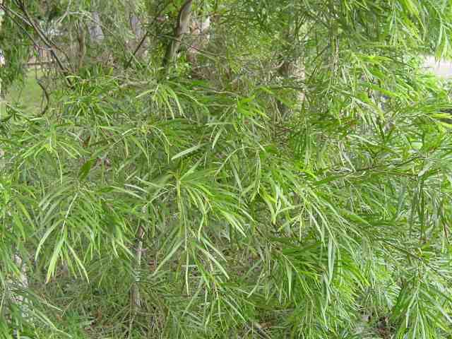 Acacia floribunda Acacia floribunda