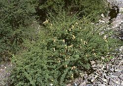Acacia furcatispina httpsuploadwikimediaorgwikipediacommonsthu