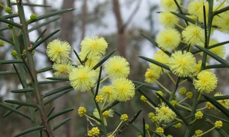 Acacia genistifolia Diamond Valley Orchids