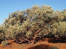 Acacia georginae httpsuploadwikimediaorgwikipediacommonsthu