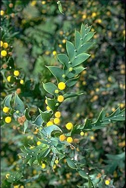 Acacia glaucoptera Australian National Botanic Gardens Growing Acacia
