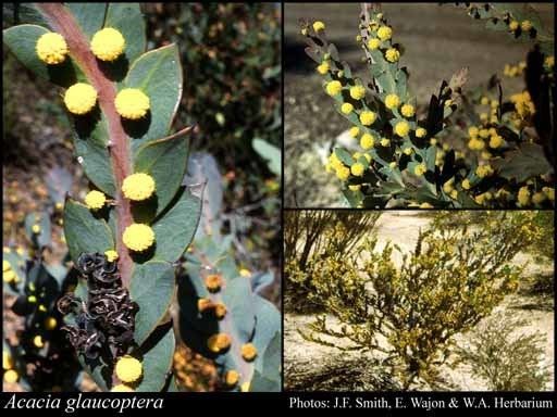 Acacia glaucoptera Acacia glaucoptera Benth FloraBase Flora of Western Australia