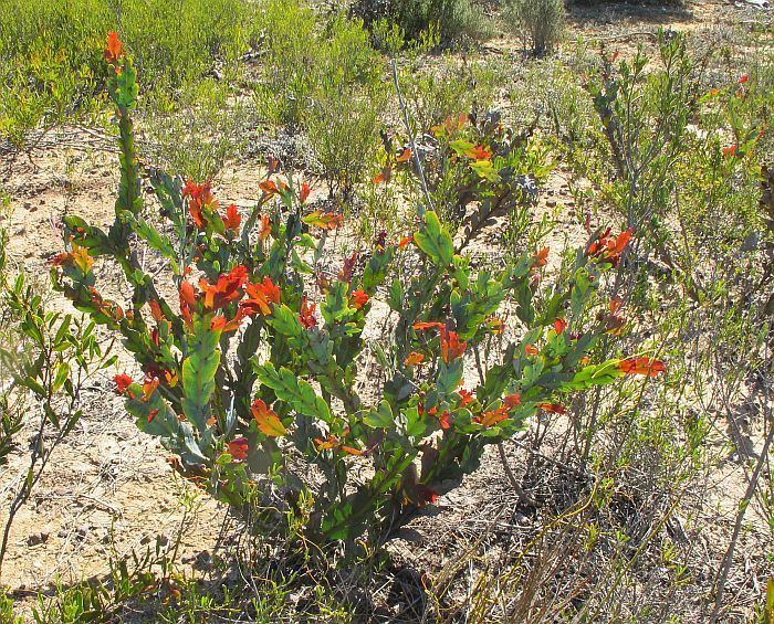 Acacia glaucoptera Esperance Wildflowers Acacia glaucoptera Flat Wattle