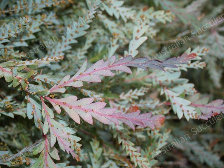 Acacia glaucoptera Australian Succulents Acacia glaucoptera Mimosaceae