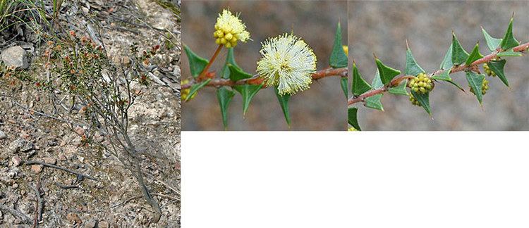 Acacia gunnii Acacia gunnii