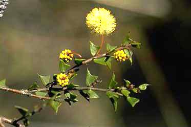 Acacia gunnii Acacia gunnii