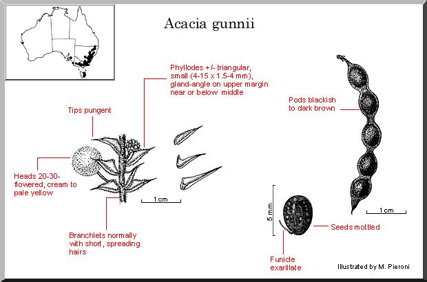 Acacia gunnii Acacia gunnii WATTLE