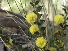 Acacia gunnii httpsuploadwikimediaorgwikipediacommonsthu