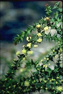 Acacia gunnii Australian National Botanic Gardens Growing Acacia