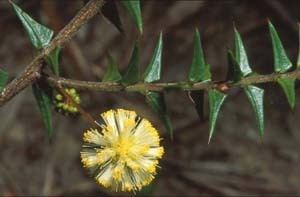 Acacia gunnii Key to Tasmanian Dicots