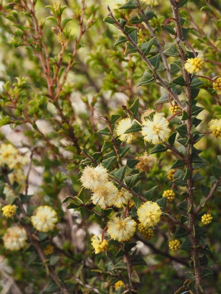 Acacia gunnii Ploughshare Wattle WT Landcare Flora Index